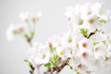 Naklejka na ściany i meble Cherry blossom , Sakura flower isolated in whte background