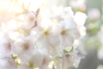 Obraz premium Cherry blossom , Sakura flower