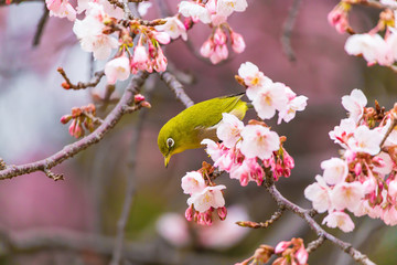 The Japanese White eye.The background is winter cherry blossoms.