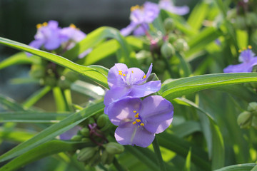 Spring and Purple Flowers. Garden. Park.