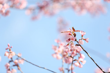 cherry blossoms , sakura flower in close up
