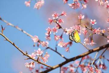 cherry blossoms , sakura flower in close up