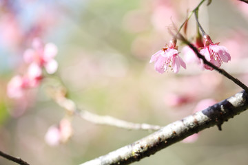 cherry blossoms , sakura flower in close up