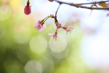 cherry blossoms , sakura flower in close up