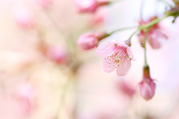 Fototapeta na wymiar cherry blossoms , sakura flower in close up