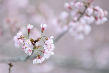Fototapeta na wymiar cherry blossoms , sakura flower in close up