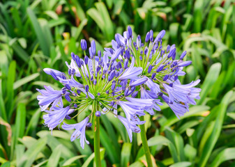 Bright blue Agapanthus africanus or African lily flower and green leaves background