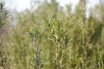 Fresh rosemary in the herb garden