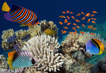 Photo of a tropical Fish on a coral reef