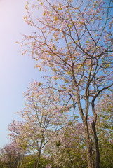 Fototapeta premium Lagerstroemia loudonii flower tree on blue sky background 