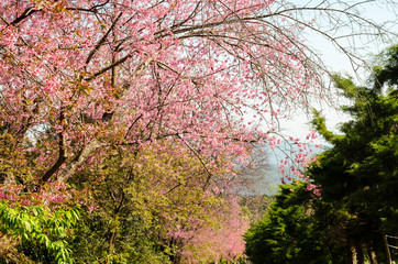 Beautiful pink flower of Sakura or Wild Himalayan Cherry tree in outdoor park with blue sky