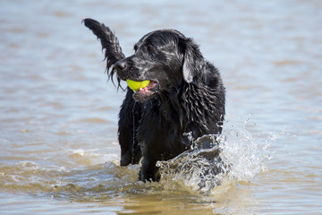 Hund mit Ball im Meer