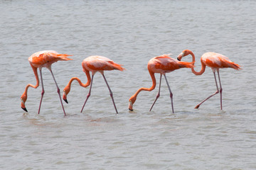 Obraz premium Flamingo-Reihe