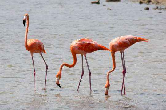 Flamingo-Kolonie