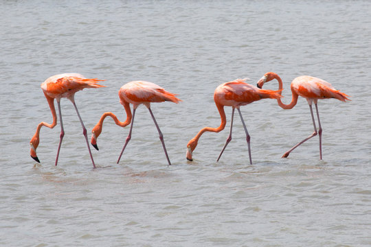 Flamingo-Reihe