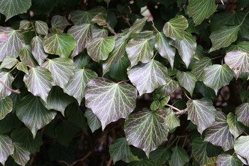 Ivy