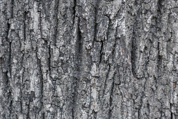 texture of tree bark with furrows and topography. gray tree trunk