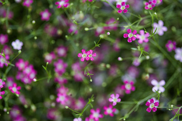 Fototapeta premium Gypsophila flower beautiful