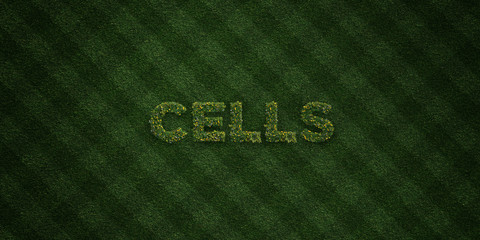 CELLS - fresh Grass letters with flowers and dandelions - 3D rendered royalty free stock image. Can be used for online banner ads and direct mailers..