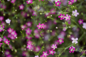 Gypsophila flower beautiful