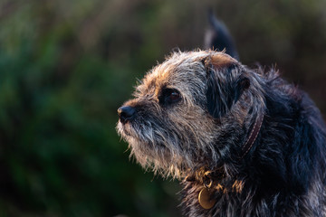 Border Terrier portrait
