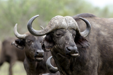 Buffle d'Afrique, Syncerus caffer, Parc national Kruger, Afrique du Sud