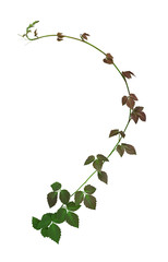 Natural creeper plant isolated on white background