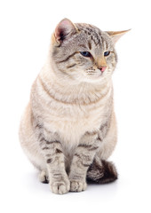 Cat on a white background