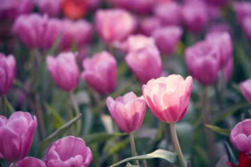 The beautiful Tulip flowers.