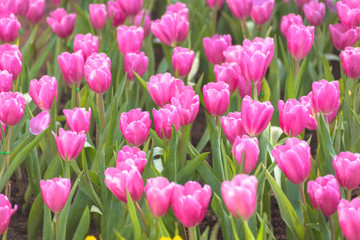 Beautiful bouquet of pink tulips in spring season with flare of sunlight