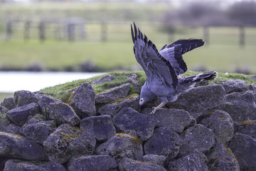 African harrier hawk foraging for food in rocky crevices