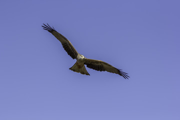 Adult male red kite (Milvus milvus) in flight. Blue sky copy space.