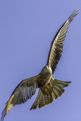 Red kite bird of prey close up