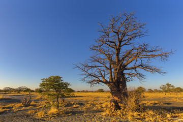 Fototapeta na wymiar Young baobab tree