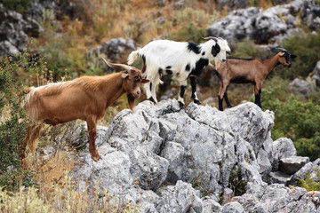 Greek goats