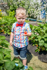 little boy eating strawberries in the garden