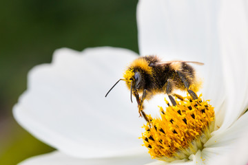 Bee collecting nectar © Toby