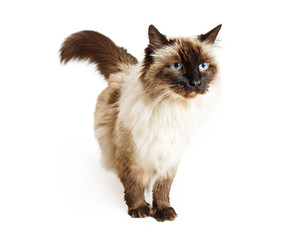 Obraz premium Ragdoll Cat Over White