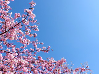 Japan's cherry blossom on spring with blue sky