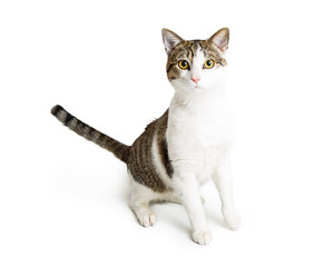 White and Tabby Cat Sitting Looking at Camera