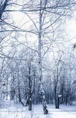 Snow, winter forest