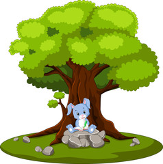 rabbit reading book and sitting on the stone