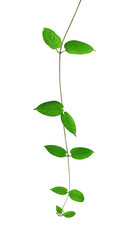 Green leaf vines isolated on white background, clipping path included © Venus