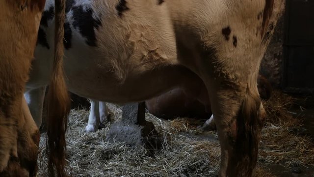  Group of cows in the barn break down cellulose of plant matter 3840X2160 UltraHD footage