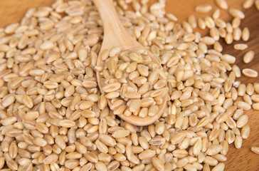 Wheat grain in wooden spoon on wooden background