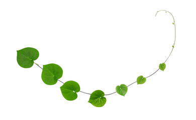 Green heart shaped leaves climbing plant isolated on white background