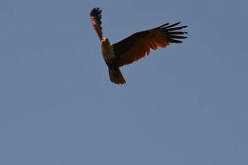 Terror in the sky