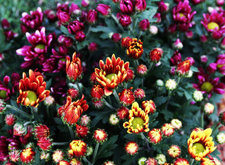 Obraz na płótnie Canvas Chrysanthemum,Dendranthemum grandifflora,Chrysanthemum indicum Linn,Chrysanthemum morifolium Ramat