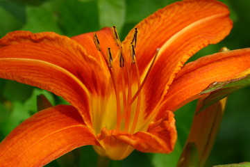 orange Lily