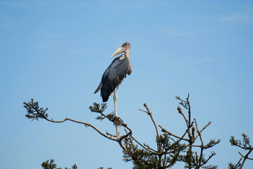 africa, nature, feather, wild, wing, natural, wildlife, beautiful, crane, beak, plumage, brown, looking, predator, food, african, southern, grey, airborne, behaviour, green, colony, gray, cape, active